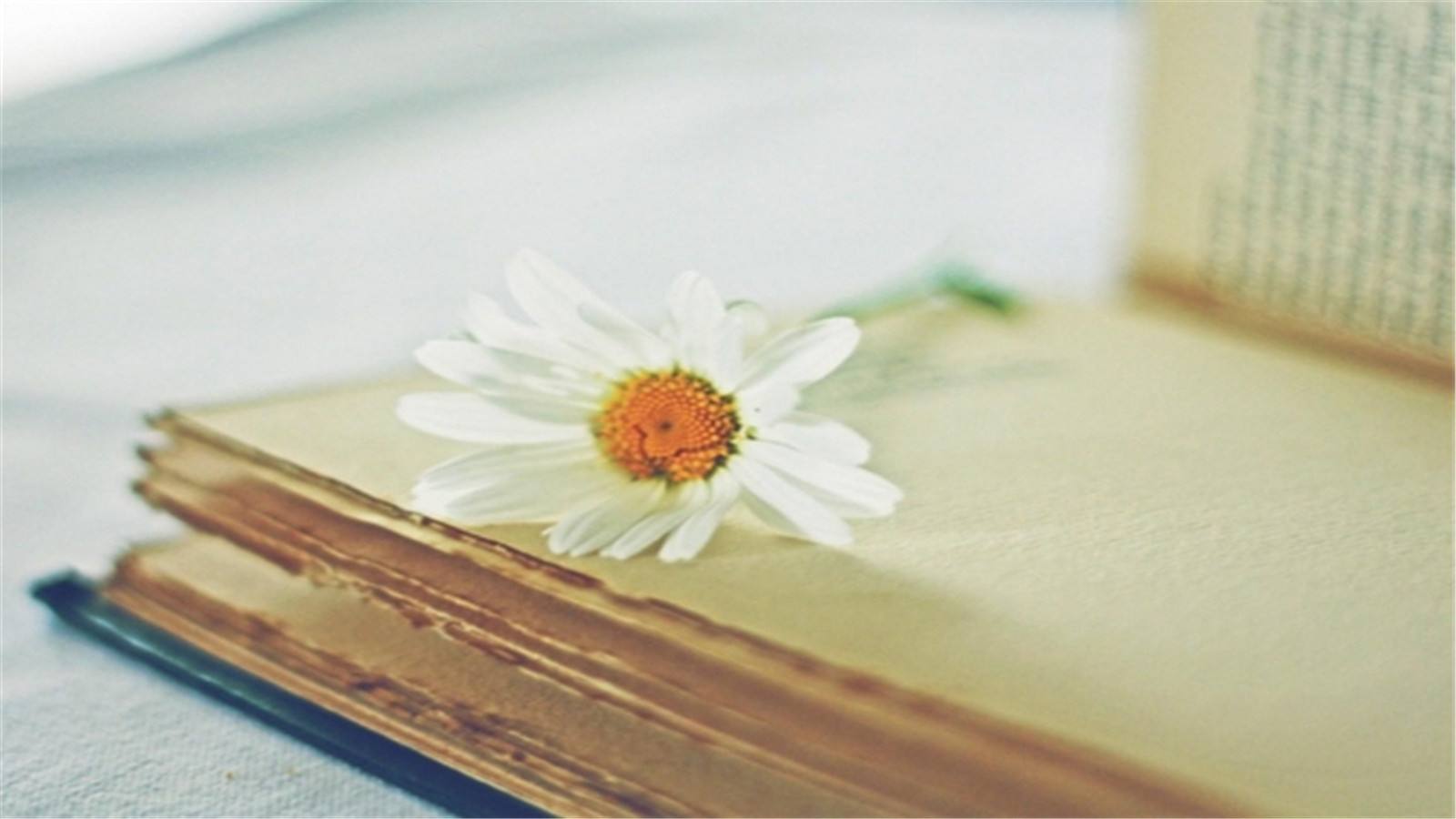 成为那一道光——读李镇西老师《让梦想开花》我和新教育实验