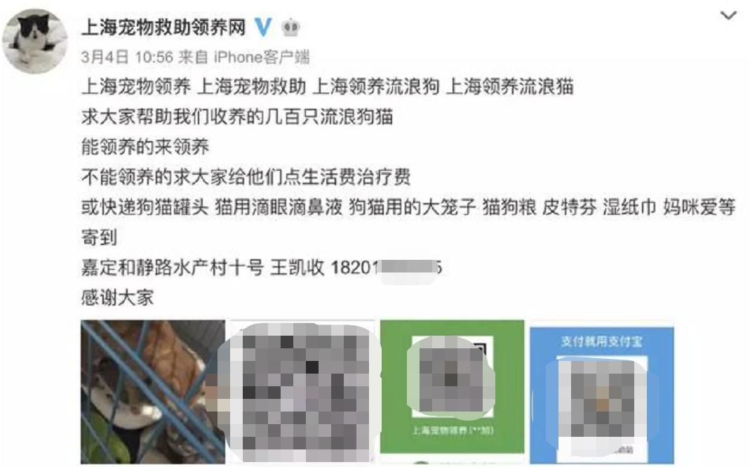 交易猫被央视曝光,收养流浪狗的真实记录