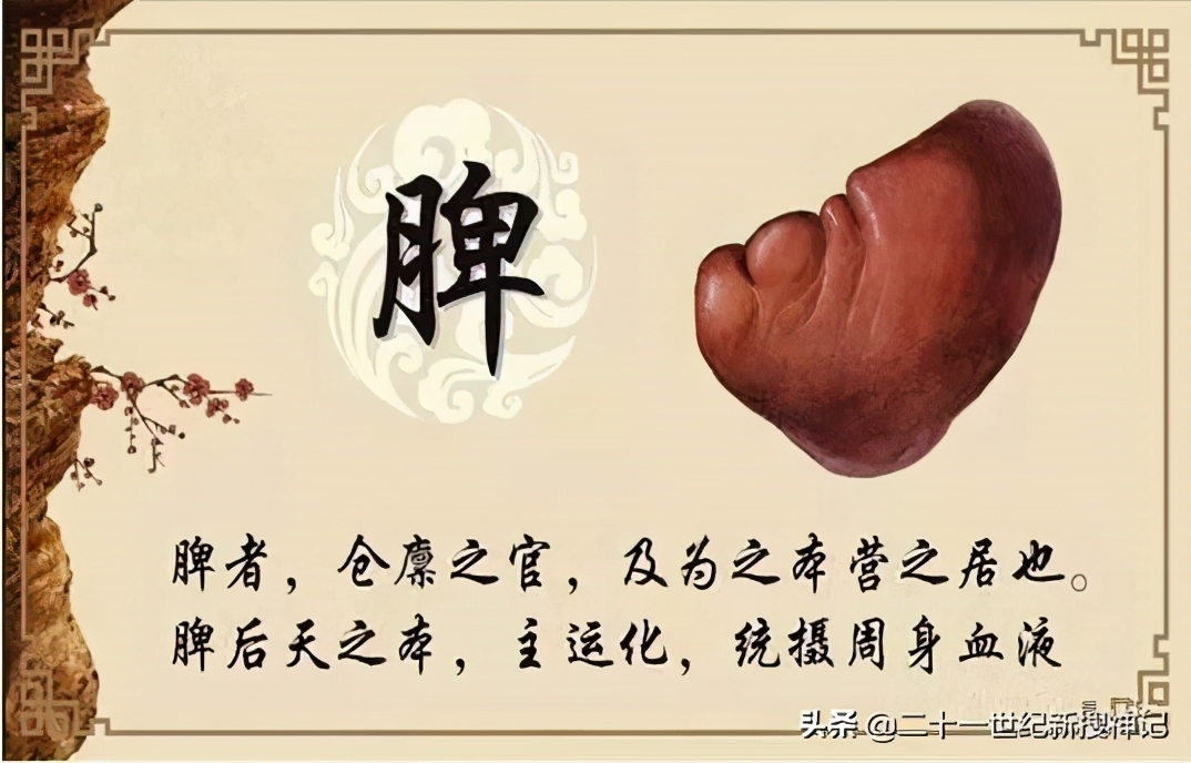 性命之谜（廿四）脾脏：五脏中的小透明，却有大名鼎鼎的神灵代表