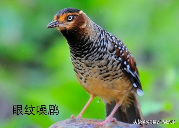 画眉品种有哪些,画眉科的鸟类大全