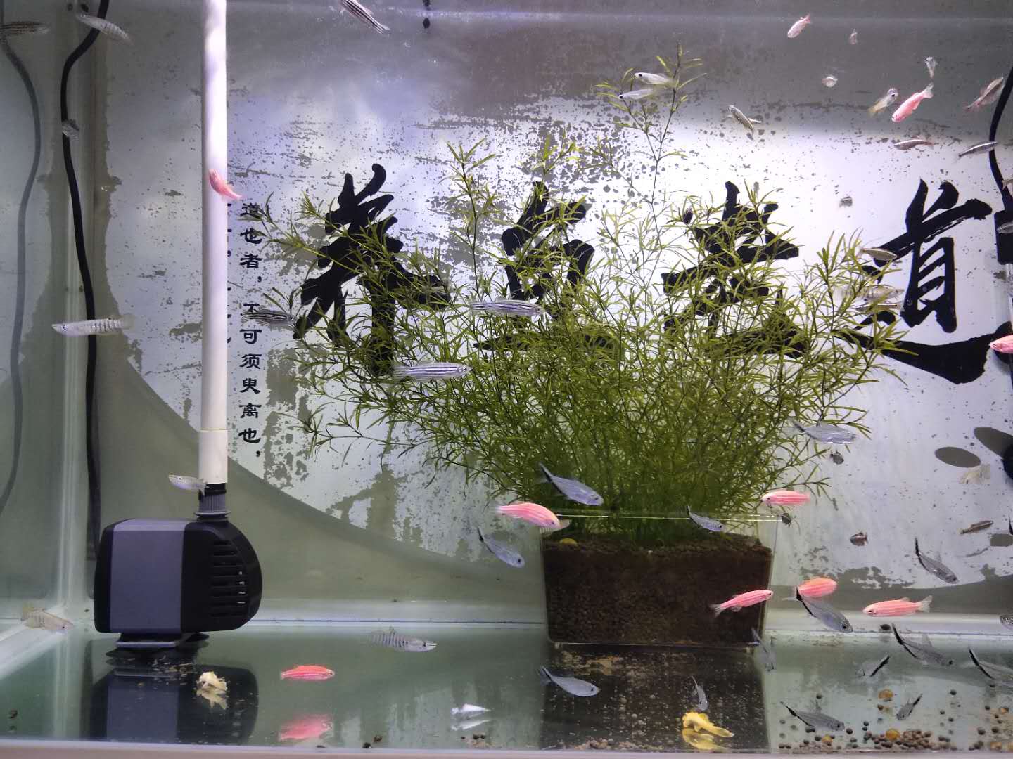 买观赏鱼回来要注意什么,观赏鱼新鱼到家身上烂了怎么办