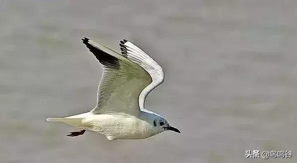 看图识鸟图片及答案,看图识鸟软件哪个好用