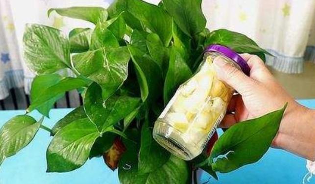 橘子皮可以作为种花肥料吗,橘子皮泡水可以当肥料养花