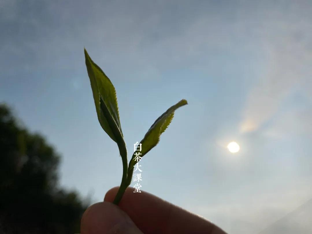 白茶白毫银针好还是纯芽头好,冷泡白茶选白毫银针还是白牡丹