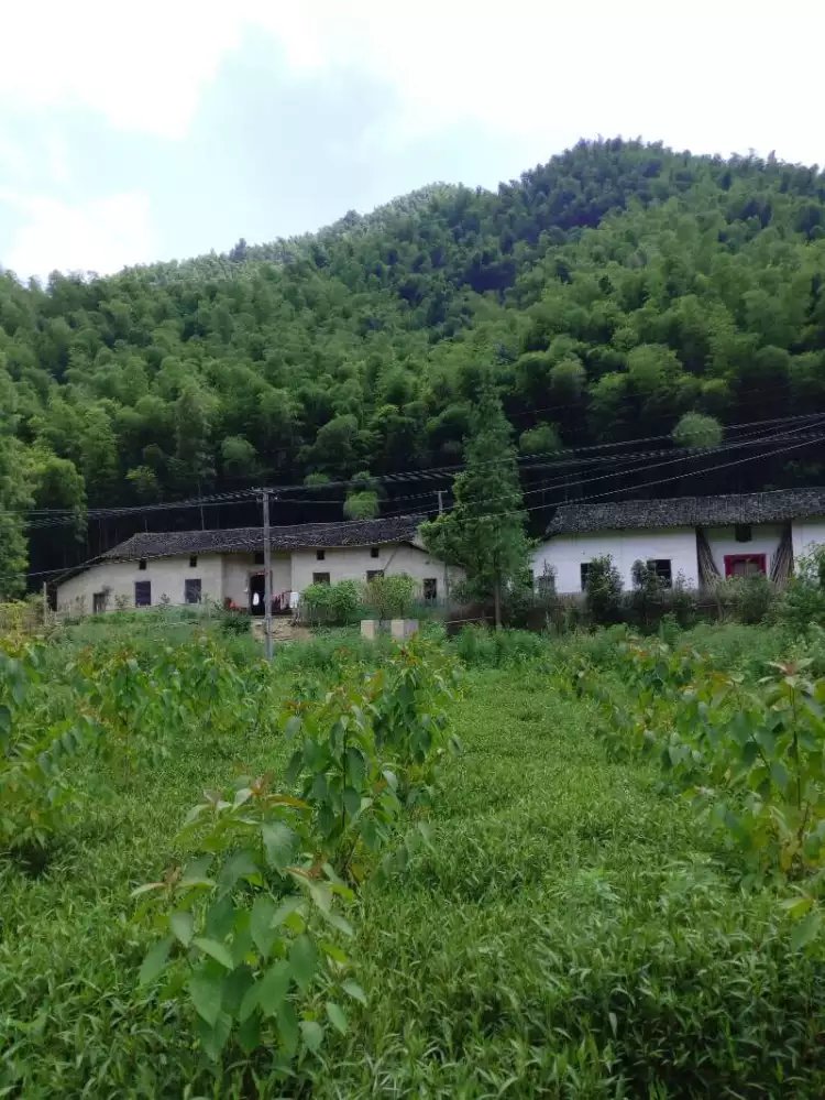 湖北崇阳：双港流韵映古今