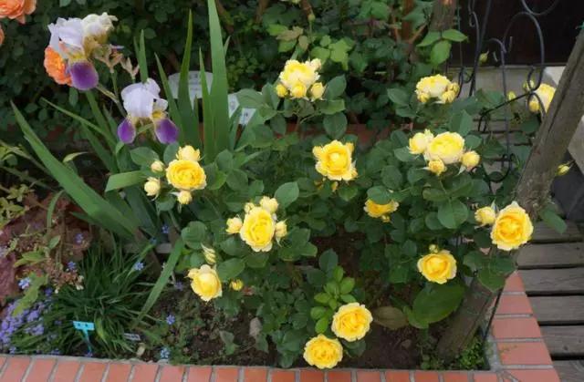 养花烂根黄叶用什么药,养花烂根最常见