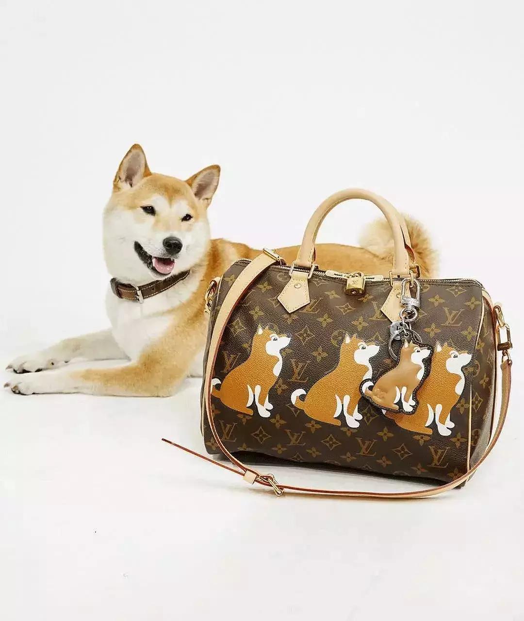 柴犬阶级意识,柴犬成为了门面担当