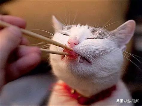 猫咪身上长包包怎么办,猫咪的面部神情跟铲屎官有关系