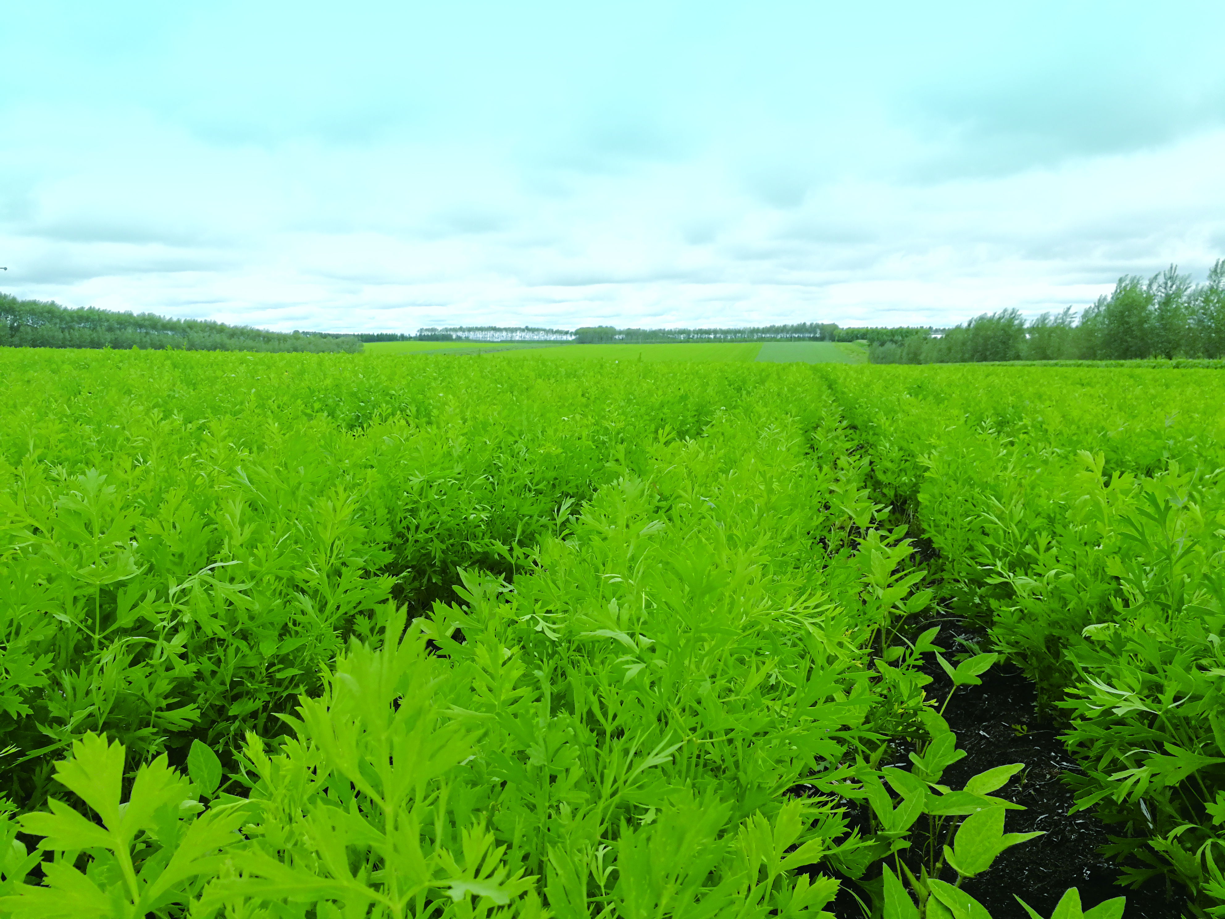 探秘道地药材觅灵芝,寻优质中药材
