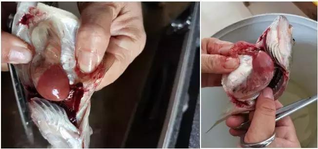 加州鲈细菌性肠炎治疗难度大,如何做到绿色、用药、安全防控?