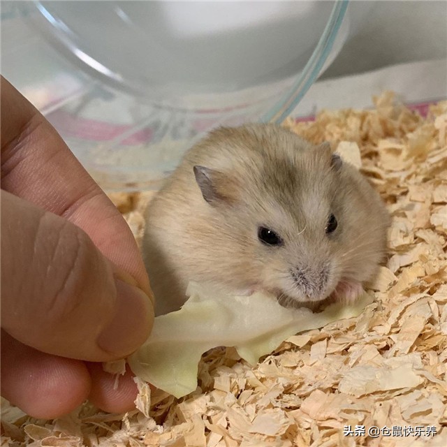 仓鼠挑食几招能让仓鼠乖乖吃饭,仓鼠不爱吃鼠粮只吃面包虫