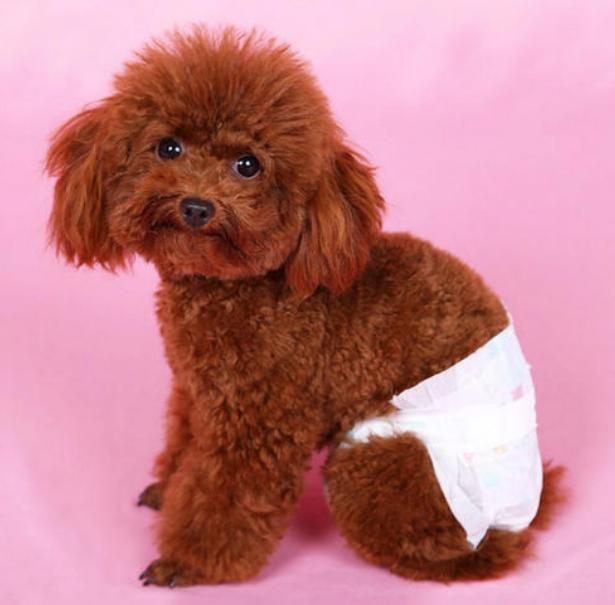 该怎么养好泰迪犬视频教程,养一只泰迪犬一个月花多少钱