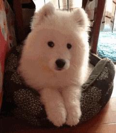 萨摩耶属于第几傻,二哈和萨摩耶哪个傻