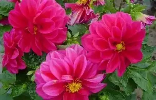 全国56个城市的市花,全国56个城市市花一览