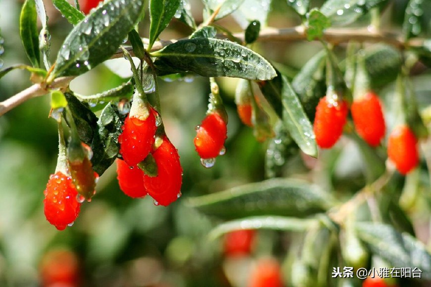 好养能结果的小盆栽,适合从种子开始养的盆栽