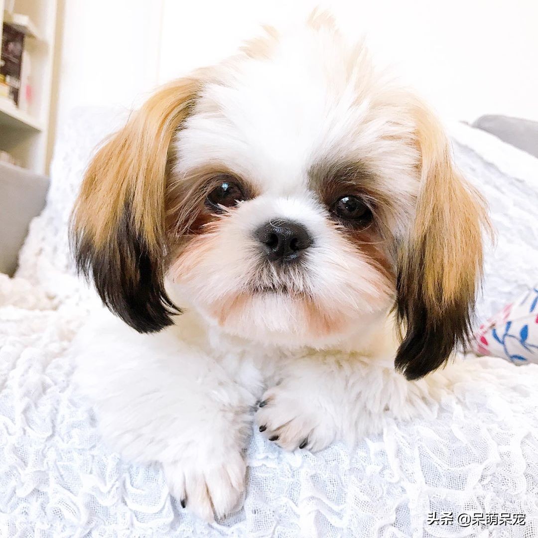 72种名犬最好养的宠物狗排名,什么狗最温顺不咬人又可爱小型犬