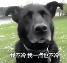 冬天如何养狗狗,狗狗怎么照顾最好