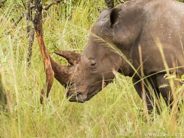 犀牛是否是牛科动物,动物大百科介绍之犀牛