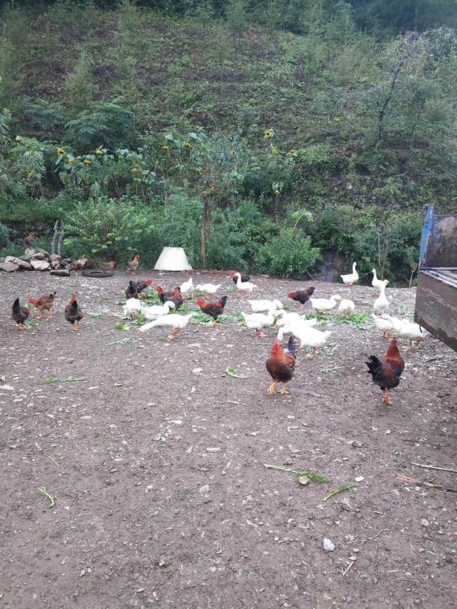 育雏期，鸡糊肛，死亡增多，可以用这个方法解决