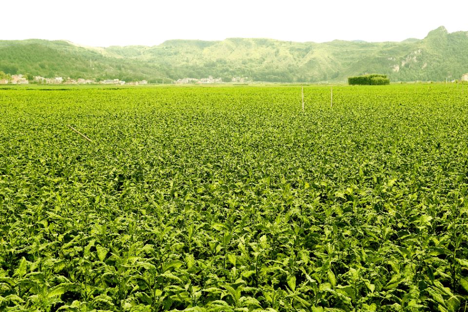 种下“绿叶子” 烤出“黄叶子” 换来“金票子”