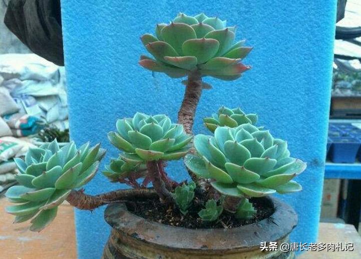 多肉玉蝶底部出现黄叶是怎么回事,多肉玉蝶可以在太阳底下暴晒吗