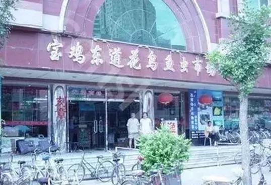 即将消失的花鸟鱼虫市场,天津消失的鱼虫市场