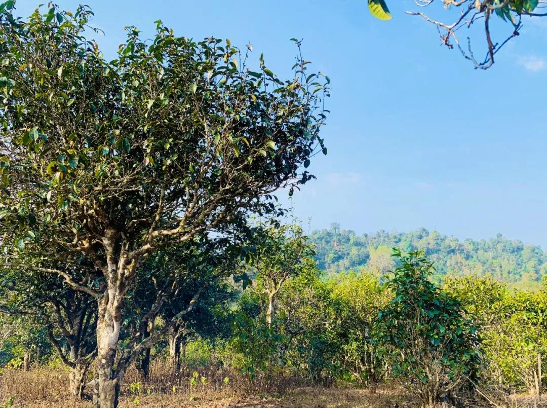 普洱茶四大产区和六大茶山,普洱茶六大产区和六大茶山地图