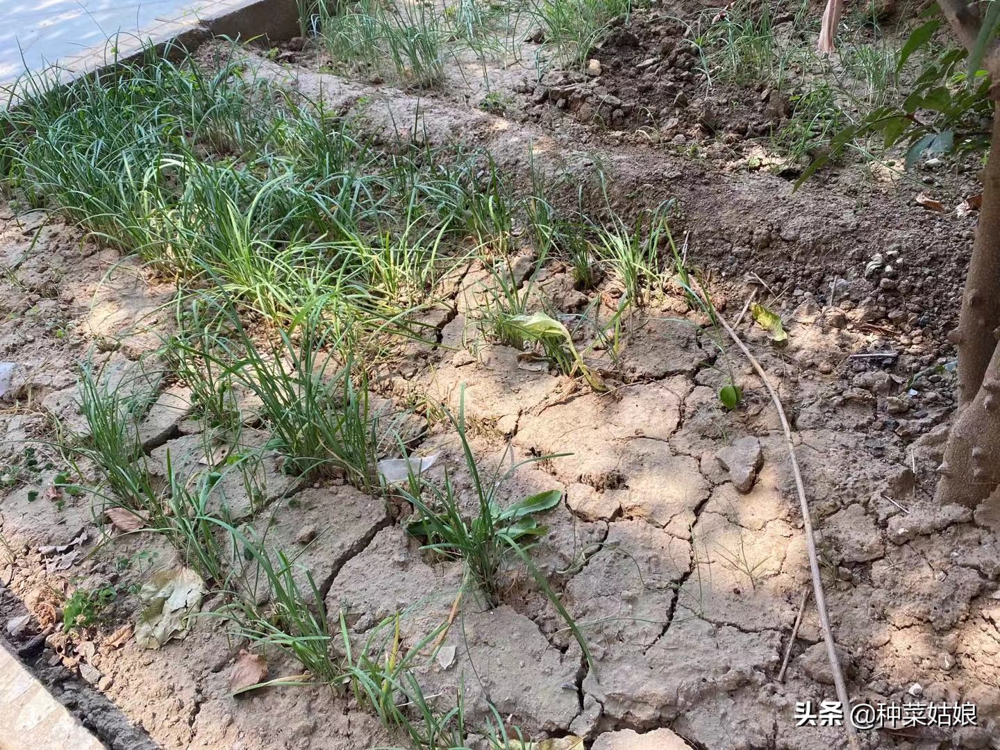 露天种菜怎么防止土壤板结,阳台种菜怎样防止土质板结