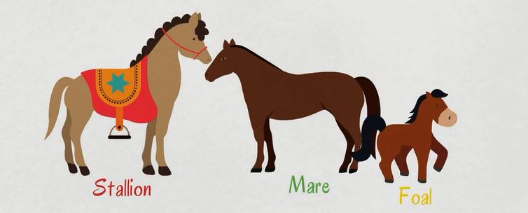 动物类英语单词记忆教学,每日英语单词之动物单词