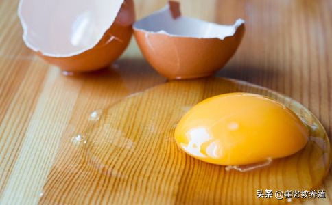 滑液囊支原体影响鸡产蛋吗,滑液囊支原体对产蛋性能的影响