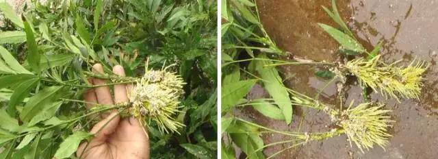 冬天能扦插蟹爪兰放室内还是室外,这4种花现在扦插最容易生根杀菌