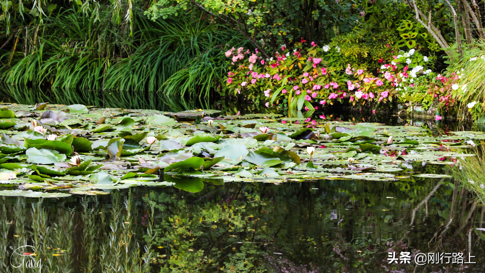 莫奈睡莲的特殊之处,莫奈睡莲超高清大图