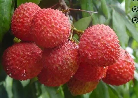 一骑红尘妃子笑的荔枝来自哪里,红尘妃子笑无人知是荔枝来下一句