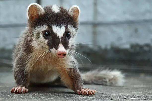 三种野生蝙蝠不能吃,十大不能吃的野生蝙蝠