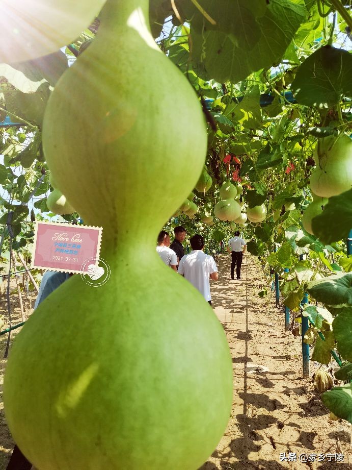 葫芦大观园视频,葫芦大观园开园