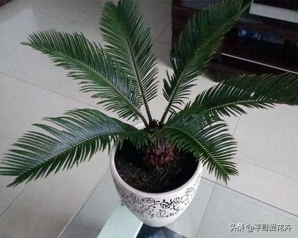 铁树叶子发黄干枯小妙招,红铁树叶子尖发黄怎么办