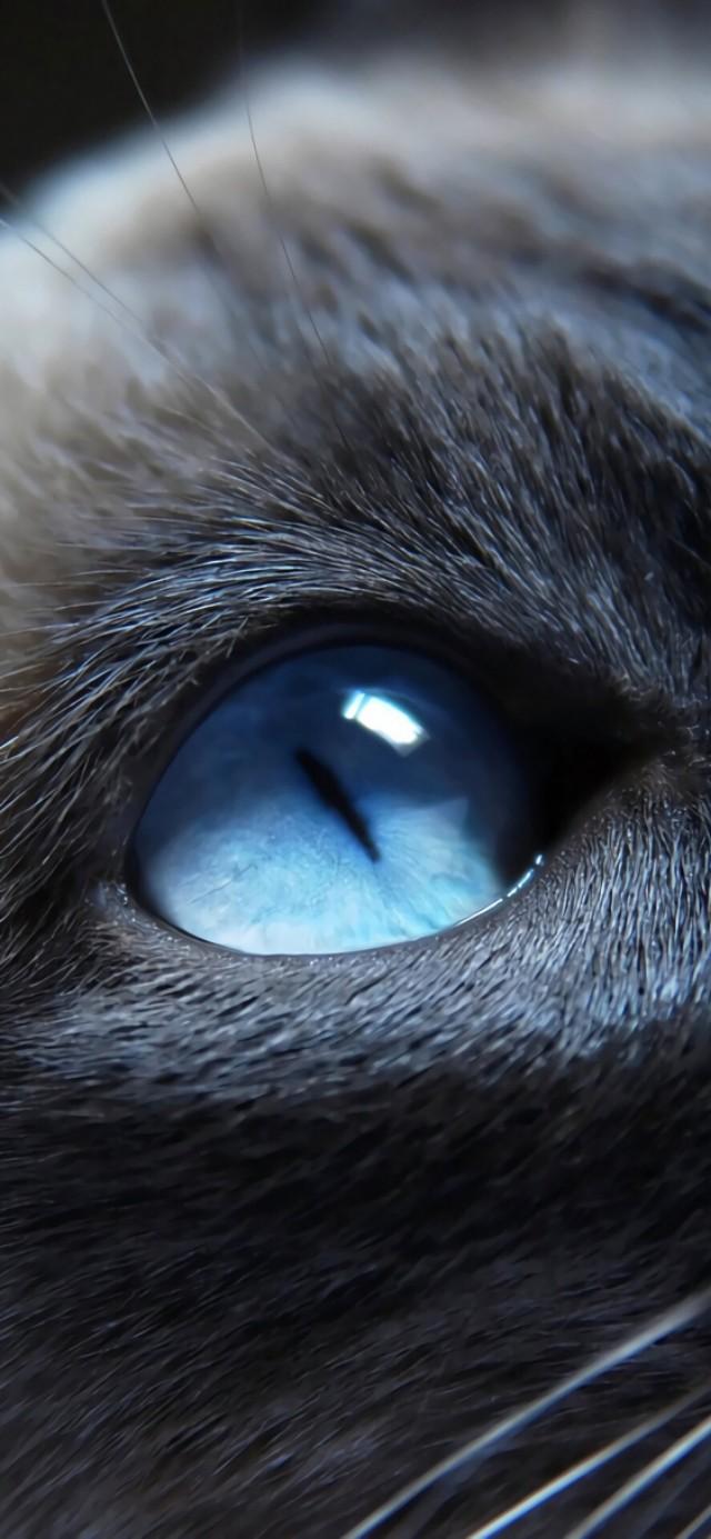 优阿壁纸头像,优阿壁纸全屏