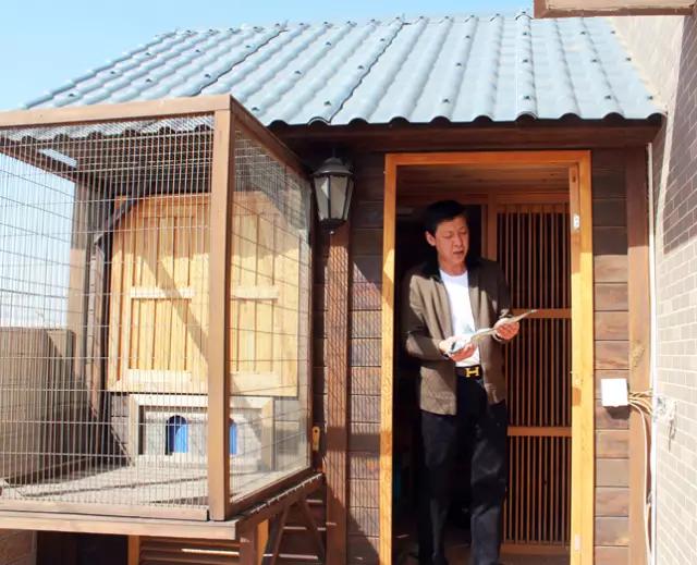 如何引进种鸽能在公棚进奖,公棚交鸽排行榜