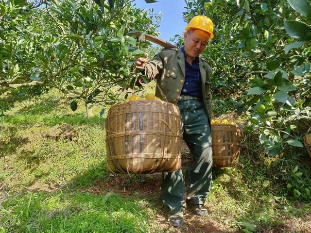 湖南麻阳苗族自治县冰糖橙之乡,麻阳苗族自治县冰糖橙果园