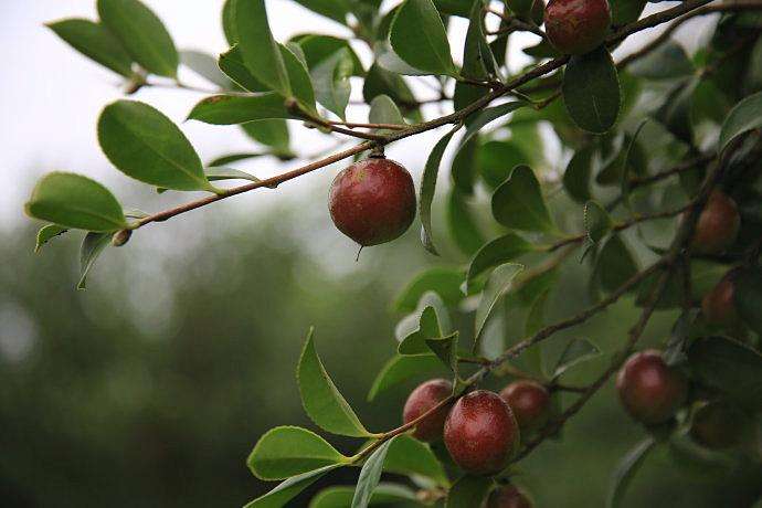 橄榄油和山茶油二者作为油中极品，分别有什么特点？