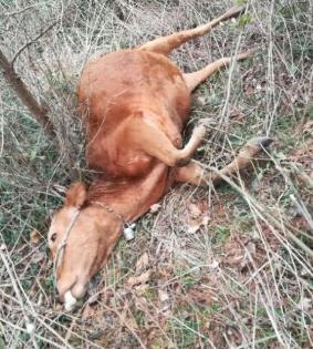 养牛场污染的处理方法,养牛场弄到家门口有毒吗