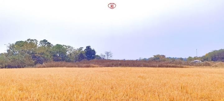 武汉温馨的旅游景点,武汉宝藏旅游胜地免费景点