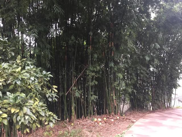 外嫁女能分土地补偿款吗,外嫁女户口在娘家土地该如何确权