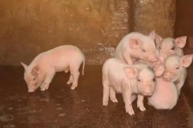 母猪产死胎怎么急救,母猪产死胎之后要怎么治疗