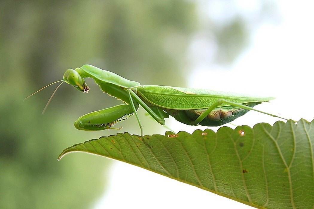 公螳螂会不会被母螳螂吃掉,公螳螂被母螳螂吃掉为什么不反抗