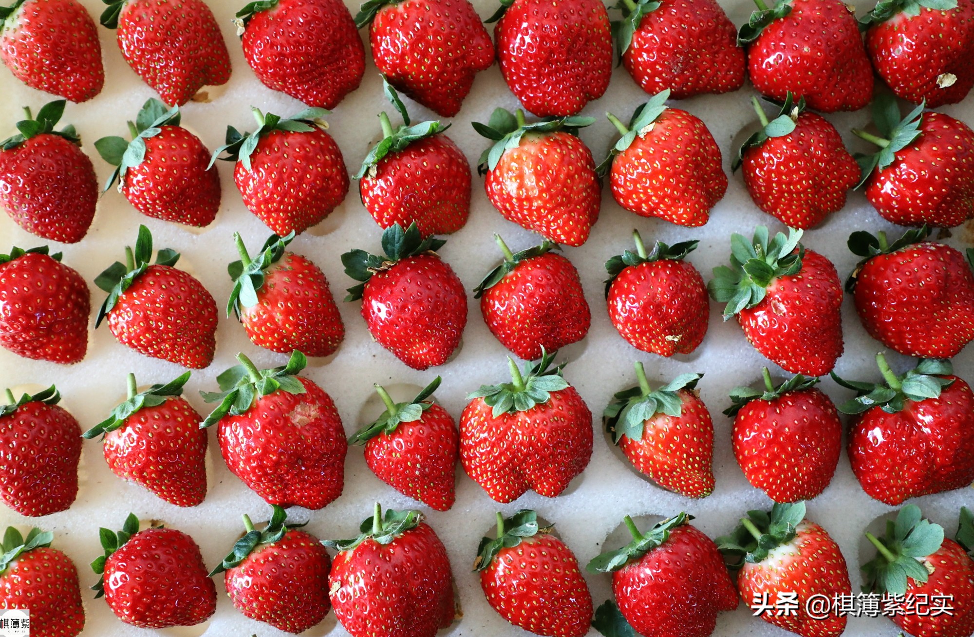 东北草莓3月份多少钱,东北草莓现在多少钱一斤