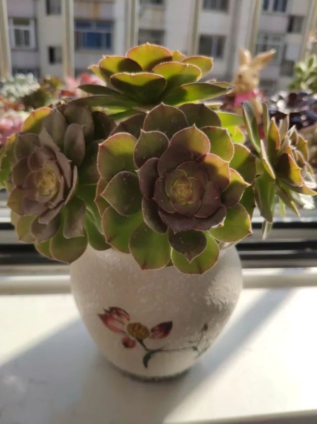 每一棵多肉都承载了一段时光,每一棵多肉都是独一无二