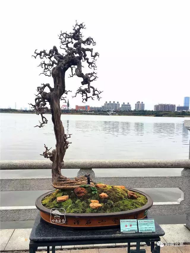 一盆盆景佳作究竟应该是怎样的,大师级盆景作品欣赏