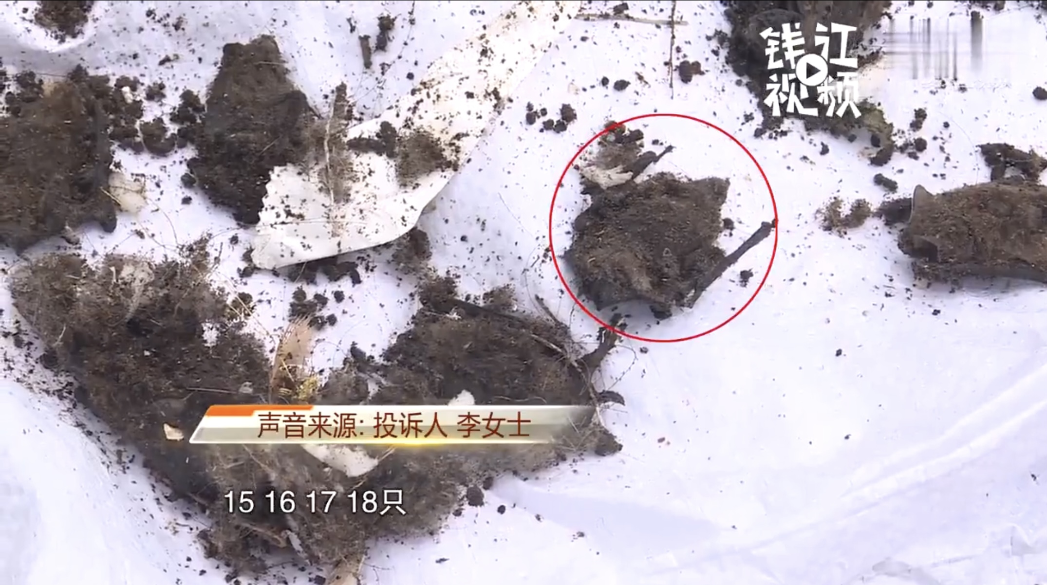 上海多名居民家中发现蝙蝠,家里进的蝙蝠会咬人吗