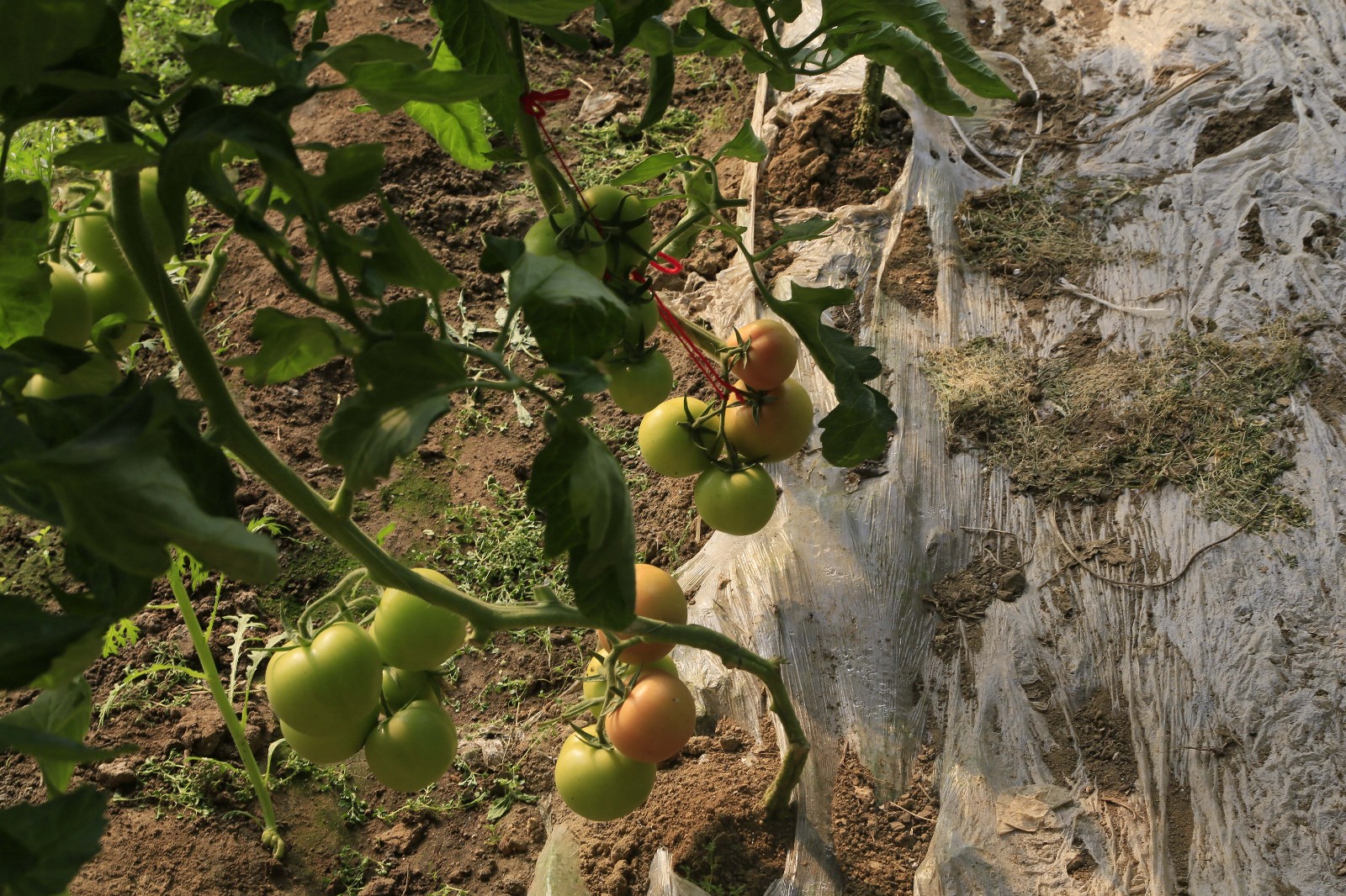 大棚西红柿高产,西红柿定植前用什么化肥配方高产